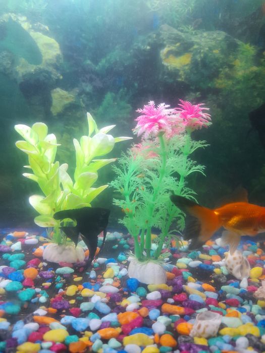 Akvaryum bor oladganla bosa murojat