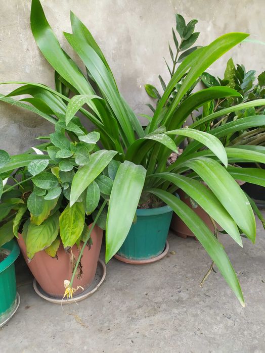 Комнатные растения