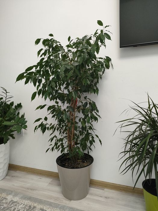 Продам фикус Бенджамина