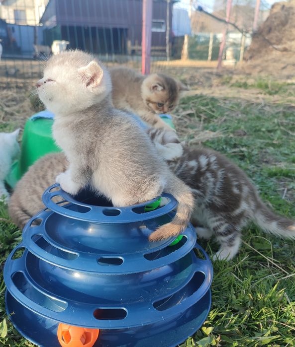 Шатланские котята