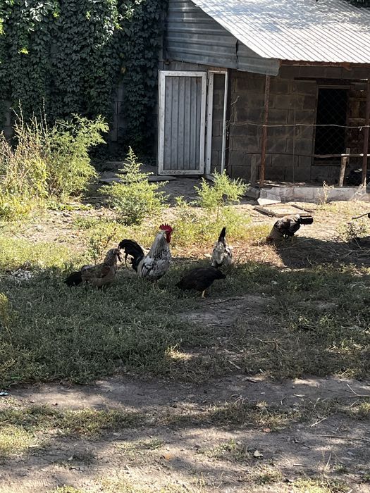 қораздар сатылады
