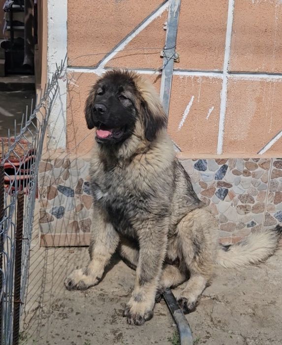Femela ciobanesc caucazian