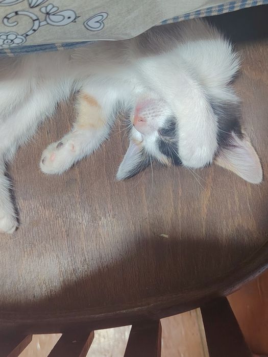 Отдаю котят в добрые руки