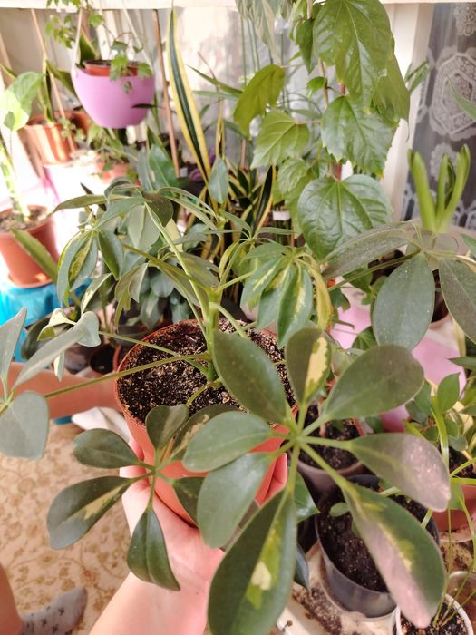 Продаются комнатные цветы