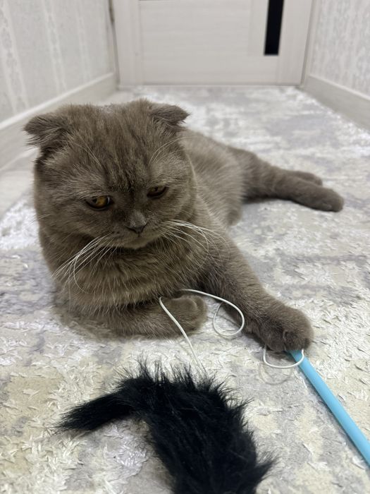 Продам кота.Самый лобрый