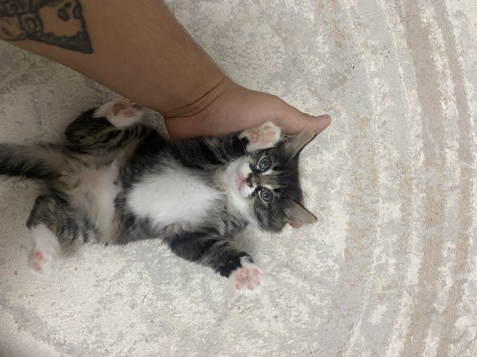 В добрые руки котенки