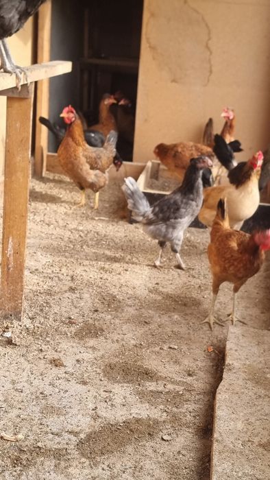 Курица срочно продаётся