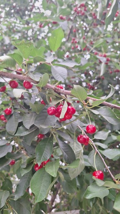 Вишня шпанка 4500