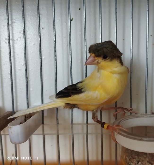 Канарейкала сотилади. Красный шмель . Авлай нар.