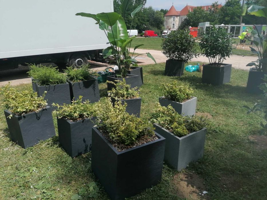 Inchiriere plante ornamentale pentru evenimente