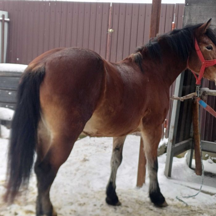 De vânzare iapă de 3 ani