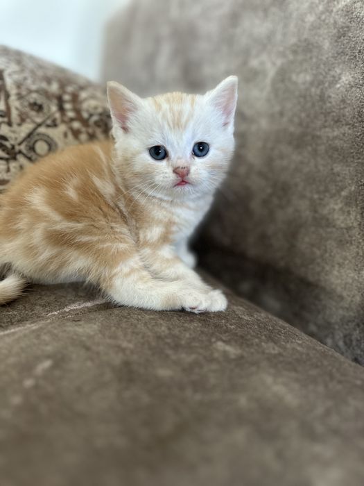 Продам шотландских котят