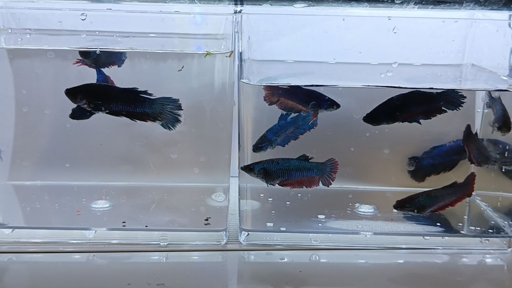 Аквариумные рыбки петушки