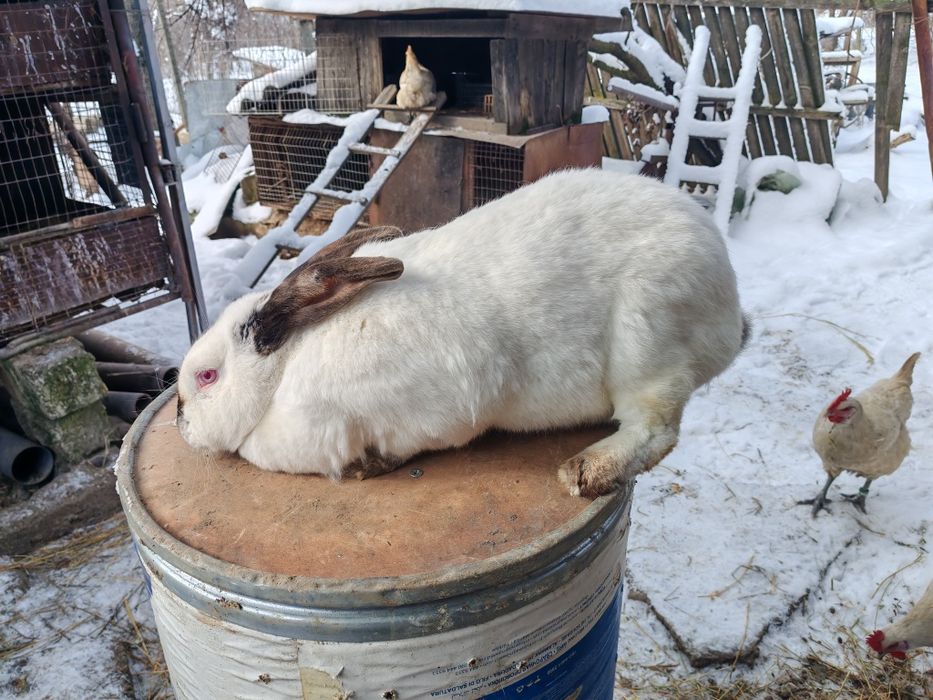 Femela uriaș de Transilvania