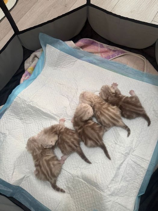 Вязка. Шотландский вислоуий кот.