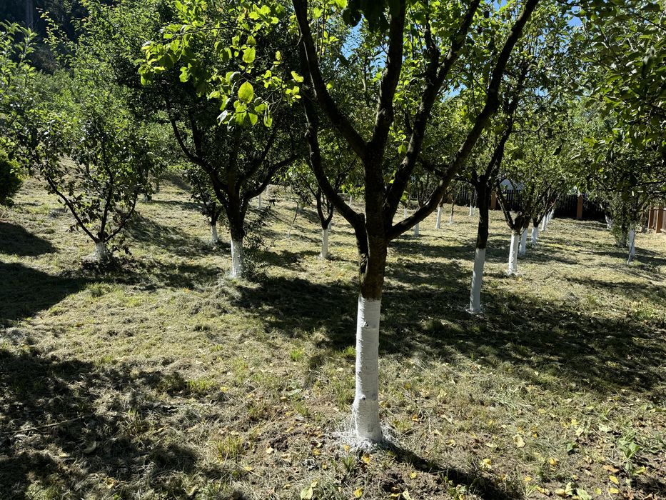 Inchiriez casa Micesti/Tureni