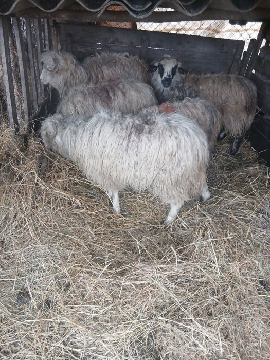 De vânzare 5 cârlane preț 500 lei bucata una cu alta  2500 lei toate 5