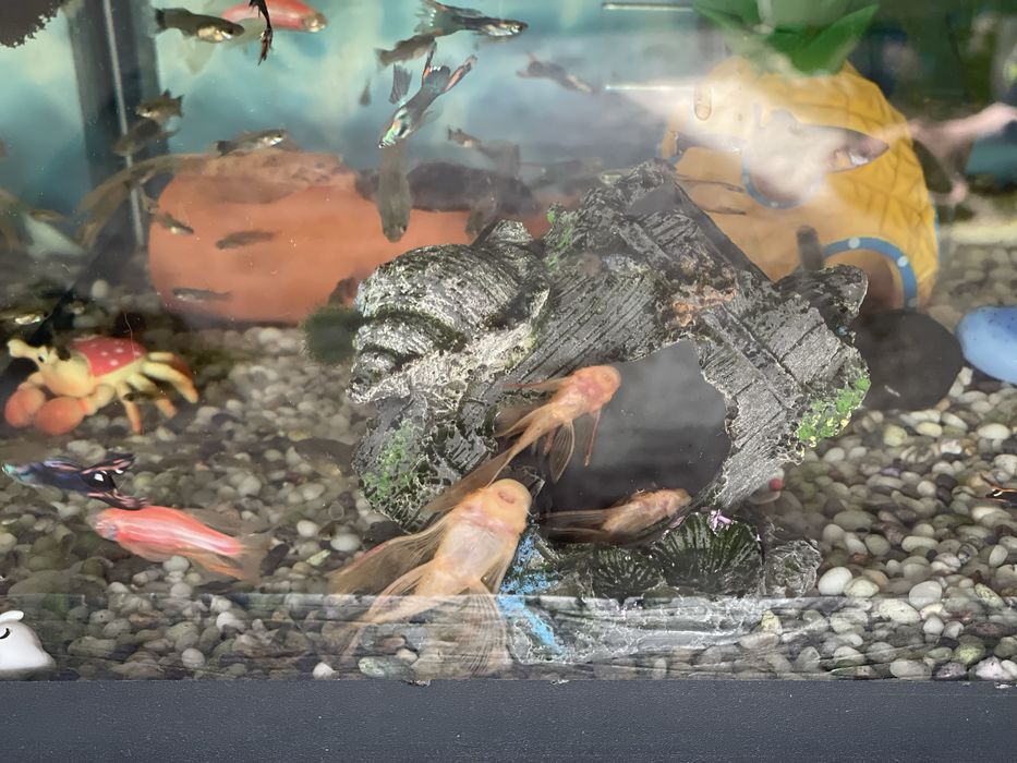 Анциструс вуалевый леопард номерные сомы LDA-016