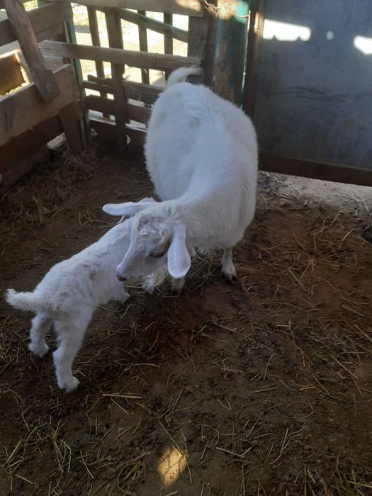 Занен лакты ешкі обмен