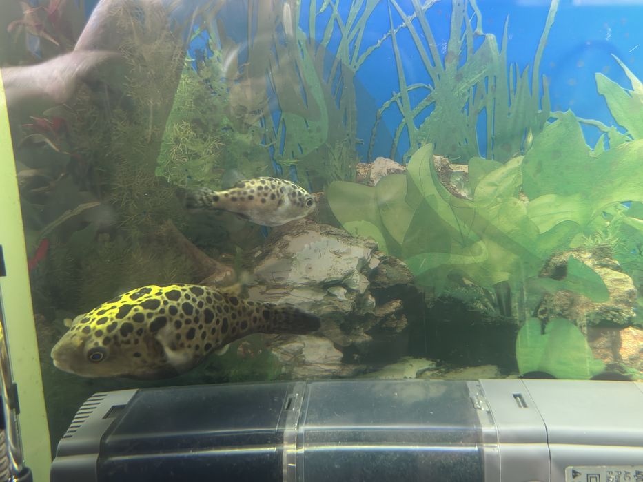 Тетрадон green соглом яхши холатда