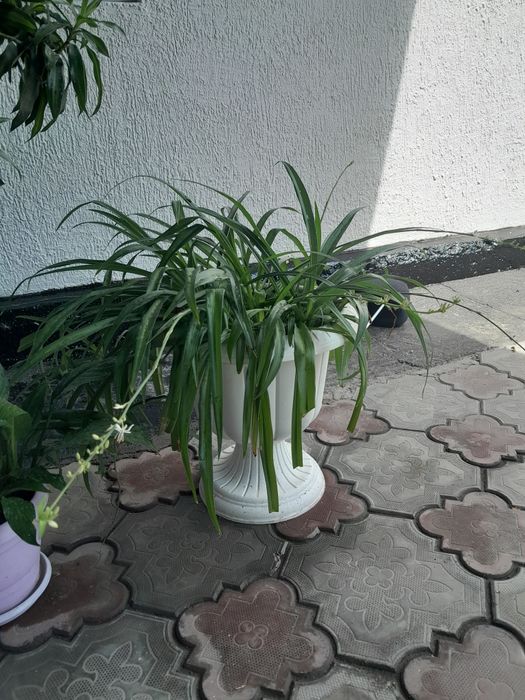 Продам комнатные цветы