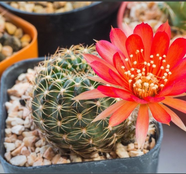 Цветы для дома и офиса от 500