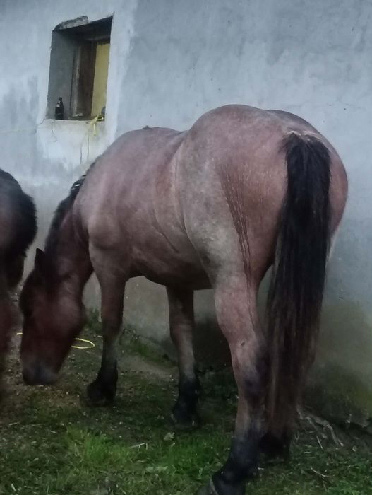 Vând o mânză de 2 ani.  Vând 3 oi rasa Rouge de I'Ouest