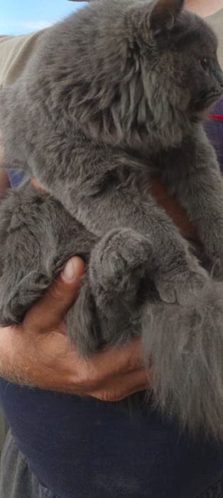 Русская голубая кошка