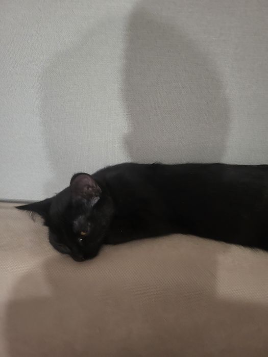 Отдам котят в хорошие руки