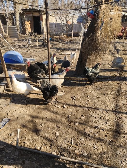 Брамы королевские товикла