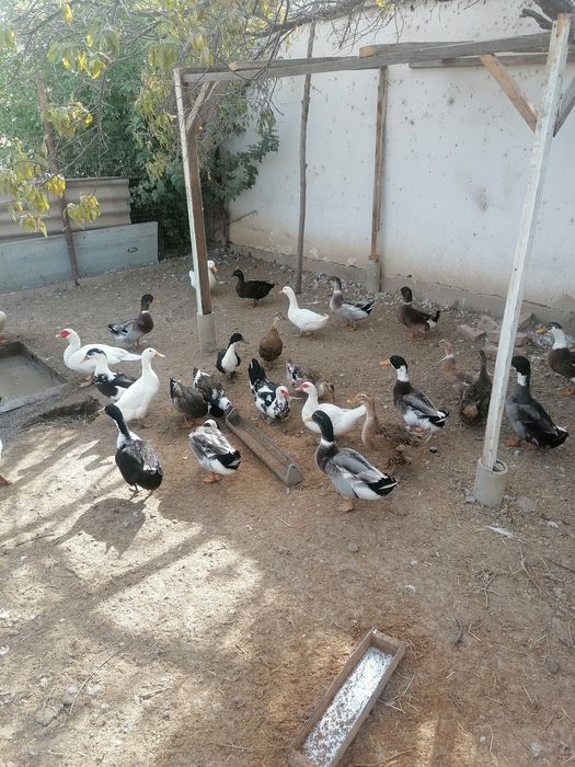 Утки самцы домашние!