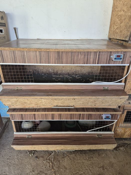 Бруддер балапандарға