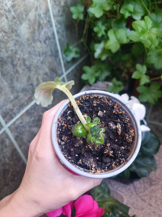 Стайна теменужка и авокадо