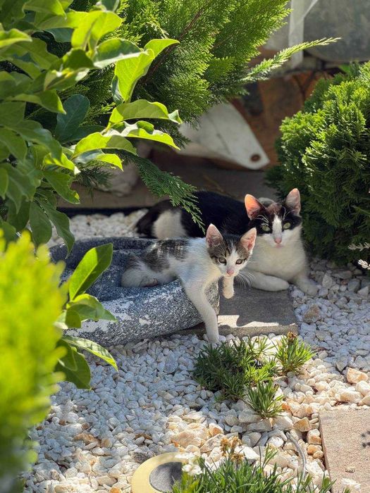 Donez pui de pisică – 2,5 luni