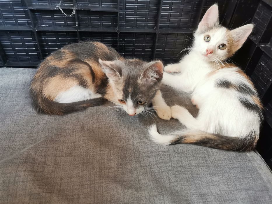 4 pisicuțe spre adopție