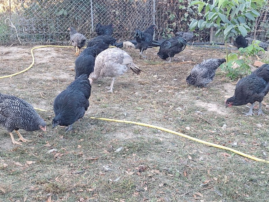 Cocoșei și puicuțe Australorp