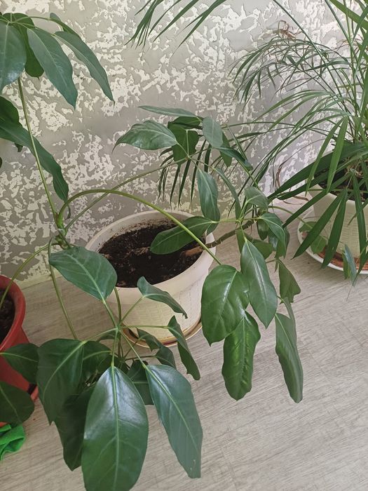 Комнатное растение