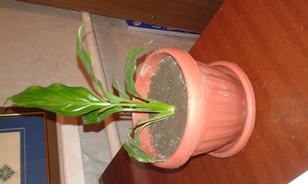 Цветы женское счастье.