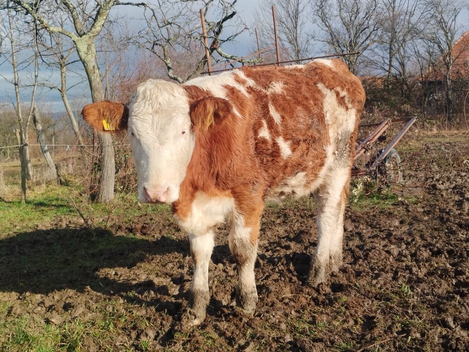 Vând vițea bălțată