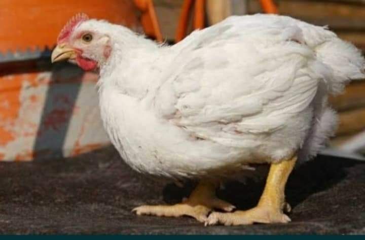 Pui alb și pui rasa mixta (rosu, pestriț, master gray)