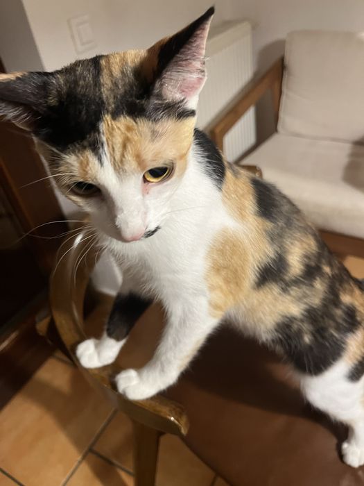 Pisicuta spre adoptie