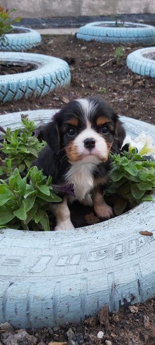 Кавалер кинг чарль спаниель