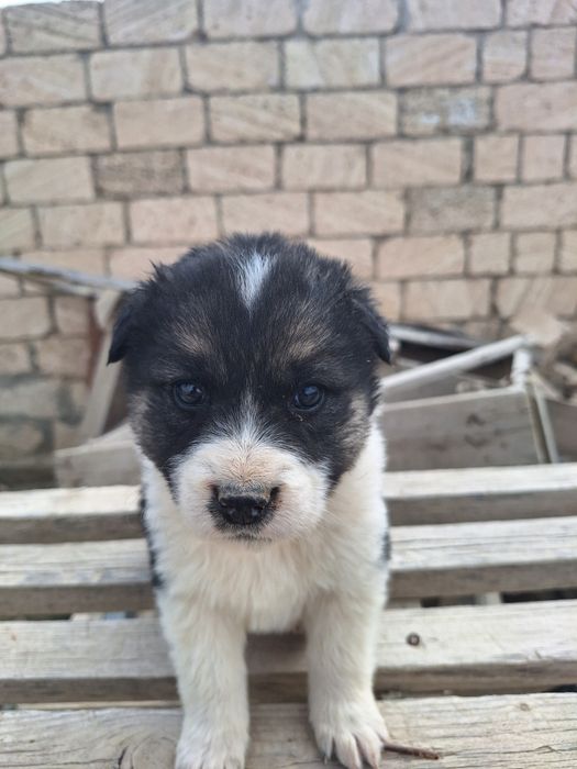 Щенок девочка  бесплатно