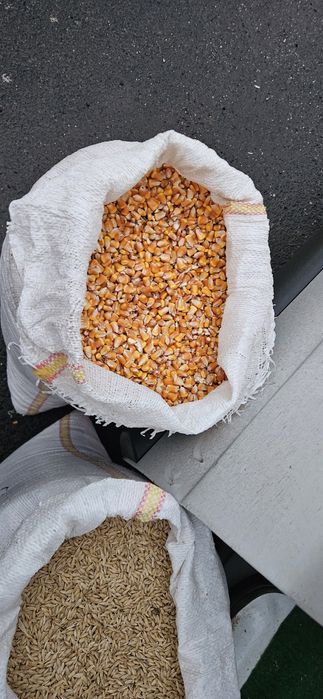 Orzoaica de primavara