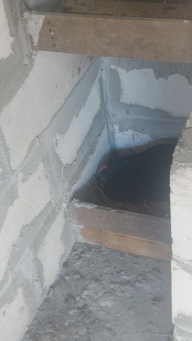 AUSTROLORP!!Cele mai ouatoare gaini din lume.Oua, pui de o zi, gaini