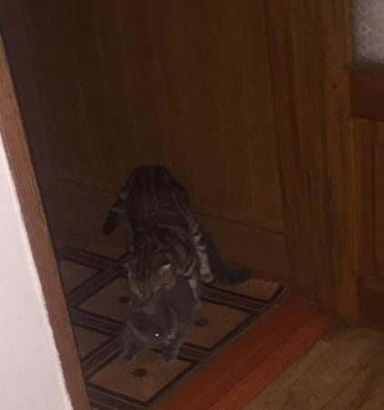 Вязка шотландский кот