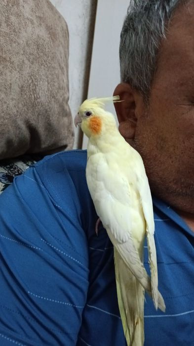 Продаются попугаи Кореллы