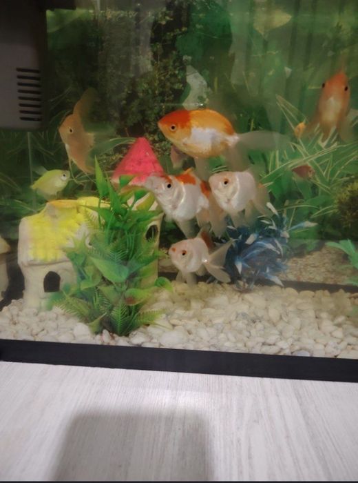 Akvarium va baliqlar sotiladi
httpАквариум