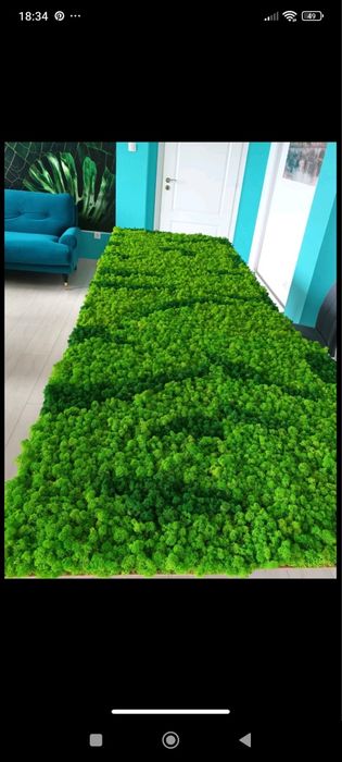 Скандинавски мъх за зелени стени, пана, декорации.