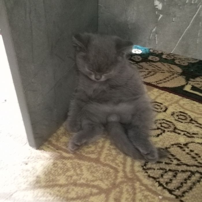 Продается котик игристый